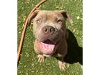 Adopt D.O.G a Pit Bull Terrier, Mixed Breed
