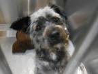 Adopt ASTOR a Cairn Terrier