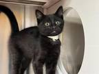 Adopt OSWALD a Domestic Short Hair