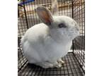 Adopt LUCAS a Bunny Rabbit