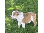 Bulldog Puppy for sale in Oronogo, MO, USA