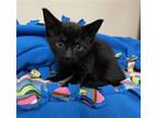 Adopt FROST a Domestic Short Hair