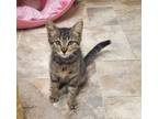 Adopt Kitten 25684 (Smokey) a Tabby