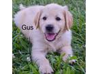 Golden Retriever Puppy for sale in Fordland, MO, USA