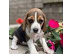 Beagle Puppy for sale in Fordland, MO, USA