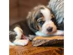 Beagle Puppy for sale in Fordland, MO, USA