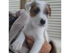 Mutt Puppy for sale in Milan, IL, USA