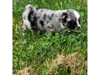 Australian Shepherd Puppy for sale in Blacksburg, SC, USA