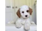 Cavapoo Puppy for sale in Athens, GA, USA