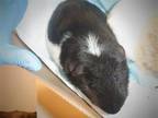 Adopt CRACKER a Guinea Pig