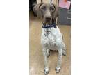 Adopt General a German Shorthaired Pointer, Mixed Breed