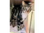 Adopt FISHER a Domestic Short Hair