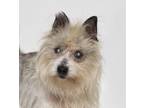 Adopt SARGE a Yorkshire Terrier, Mixed Breed