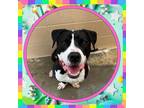 Adopt BROWSER a Pit Bull Terrier, Mixed Breed