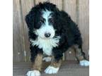 Mutt Puppy for sale in Kandiyohi, MN, USA