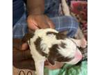 Newfoundland Puppy for sale in Flint, MI, USA