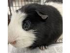 Adopt VIENNA a Guinea Pig