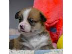 Pembroke Welsh Corgi Puppy for sale in Purcellville, VA, USA