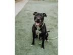 Adopt BERLIN a Pit Bull Terrier, Mixed Breed