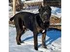 Cane Corso Puppy for sale in Wausau, WI, USA