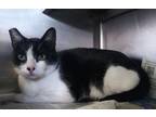 Adopt HENRY a Domestic Short Hair