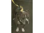 Adopt MICHELANGELO a Pit Bull Terrier, Mixed Breed