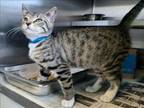 Adopt LIL BABY a Domestic Short Hair