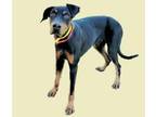 Adopt PIERCE a Doberman Pinscher