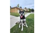 Adopt CHEWY a Siberian Husky, Mixed Breed
