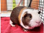 Adopt CHEWY a Guinea Pig
