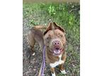 Adopt ROCKY a Mixed Breed