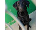 Adopt 405041 a Labrador Retriever