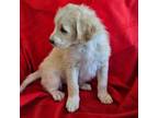 Mutt Puppy for sale in Grand Junction, CO, USA