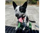 Adopt BENEDICT a Australian Cattle Dog / Blue Heeler