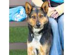 Adopt A847386 a German Shepherd Dog, Mixed Breed
