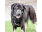 Adopt NERO a Rottweiler, Mixed Breed