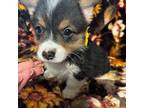 Pembroke Welsh Corgi Puppy for sale in Las Cruces, NM, USA