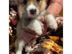 Pembroke Welsh Corgi Puppy for sale in Las Cruces, NM, USA