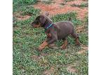 Doberman Pinscher Puppy for sale in Kenbridge, VA, USA