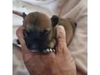 Chihuahua Puppy for sale in Saddle Brook, NJ, USA