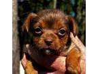 Chorkie Puppy for sale in Reading, MI, USA