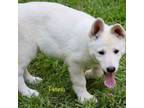 German Shepherd Dog Puppy for sale in Edgefield, SC, USA