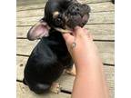 French Bulldog Puppy for sale in Mendota, MN, USA