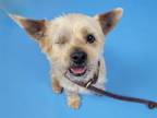 Adopt WILEY a Silky Terrier, Mixed Breed