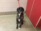 Adopt NERO a Boxer, Pit Bull Terrier