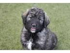 Adopt Bruening a Great Pyrenees, Standard Poodle