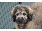 Adopt Balthazar a Great Pyrenees, Standard Poodle