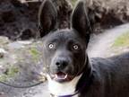 Adopt ASH a Australian Cattle Dog / Blue Heeler, Pit Bull Terrier
