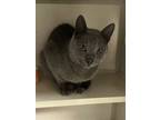 Adopt March-feral cat a Domestic Short Hair