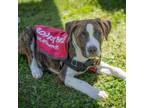 Adopt Fortnight a Mixed Breed